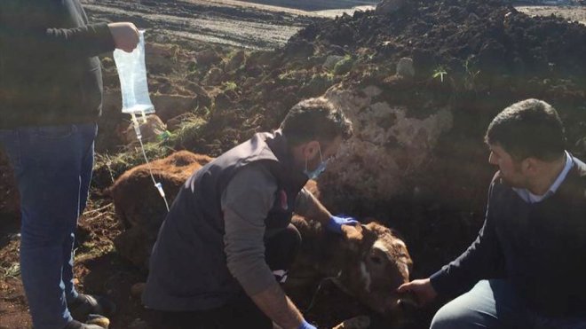 Yem desteği verilen besicilerin enkazdan kurtarılan hayvanları da tedavi ediliyor