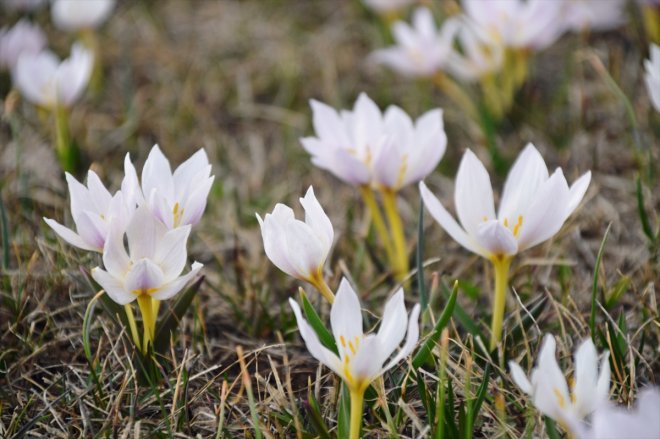 Ağrı'da baharın müjdecisi kar çiçekleri açtı