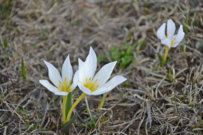 AĞRI çiçekleri Baharın müjdecisi açtı kar - 2