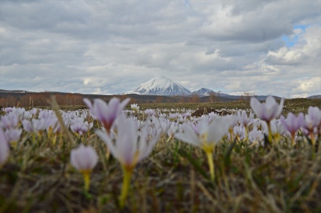 çiçekleri Baharın kar açtı müjdecisi - AĞRI 4