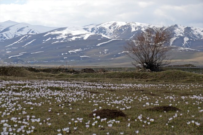 AĞRI müjdecisi - Baharın çiçekleri açtı kar 5