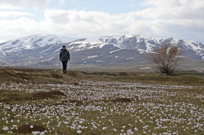 açtı kar Baharın AĞRI - müjdecisi çiçekleri 6