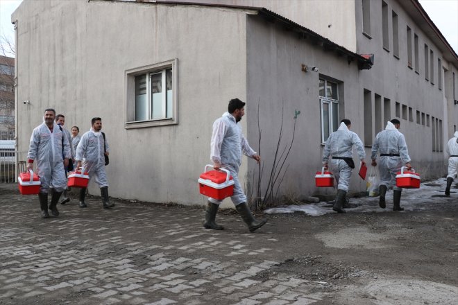 Ağrı'da büyükbaş hayvanlara şap aşısı yapılmaya başlandı