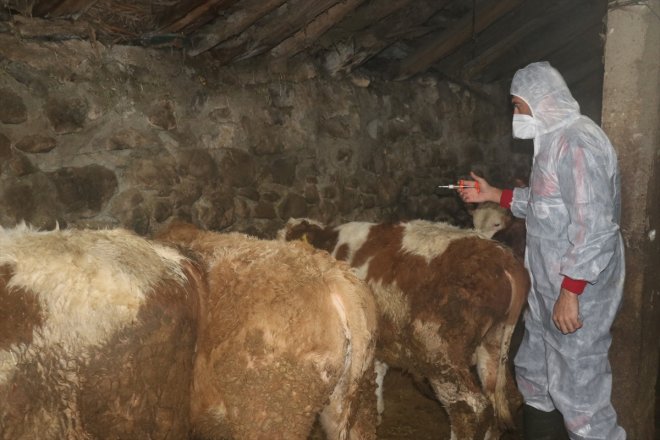 aşısı Büyükbaş AĞRI yapılmaya hayvanlara şap başlandı - 2