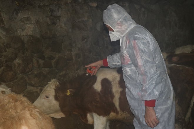 başlandı Büyükbaş - aşısı AĞRI hayvanlara şap yapılmaya 4