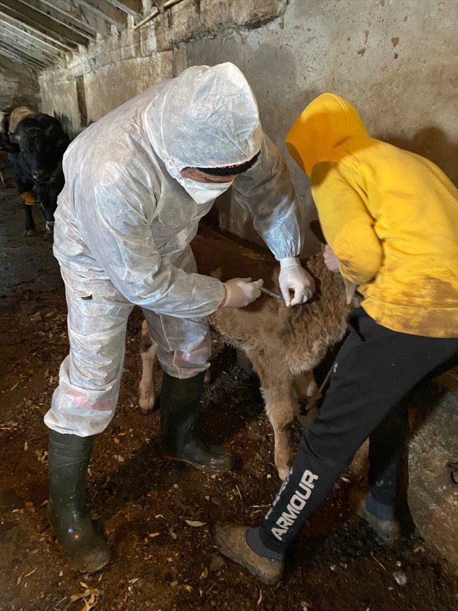 AĞRI aşısı yapılmaya şap başlandı hayvanlara Büyükbaş - 5