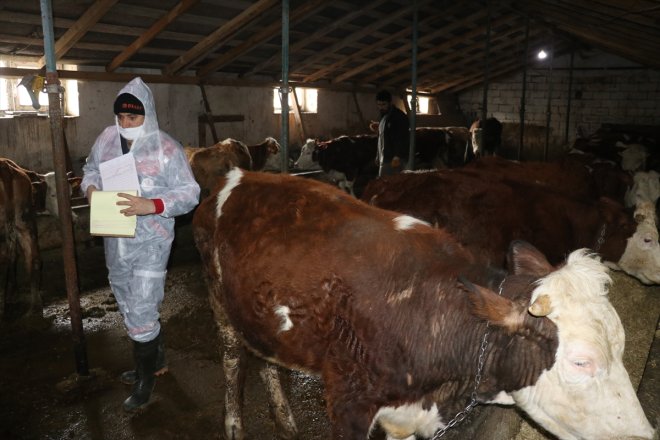 yapılmaya - AĞRI başlandı Büyükbaş aşısı hayvanlara şap 6