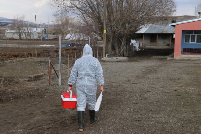 aşısı şap yapılmaya - AĞRI Büyükbaş başlandı hayvanlara 7