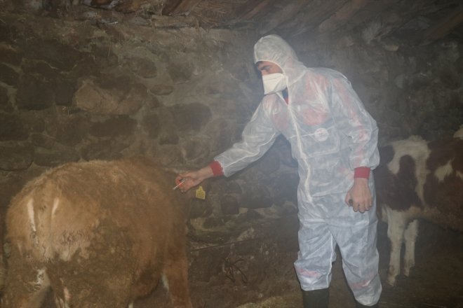 AĞRI yapılmaya - hayvanlara aşısı Büyükbaş başlandı şap 8