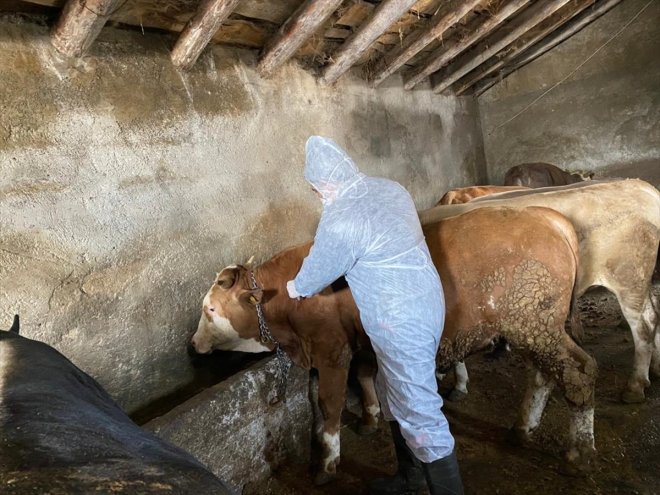 aşısı başlandı - şap Büyükbaş hayvanlara AĞRI yapılmaya 9