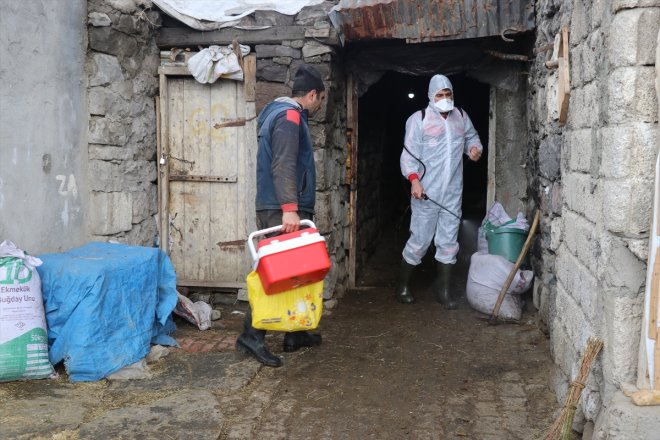 Büyükbaş AĞRI aşısı - şap başlandı yapılmaya hayvanlara 10