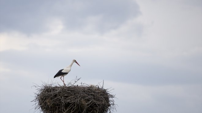 Baharın müjdecisi leylekler Tunceli'deki yuvalarına yerleşti
