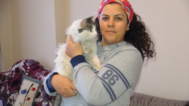 Deprem bölgelerinden Bitlis'e getirilen kediler sahiplendiriliyor