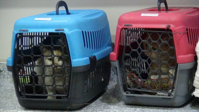 BİTLİS - Deprem bölgesinden 25 kedi Bitlis