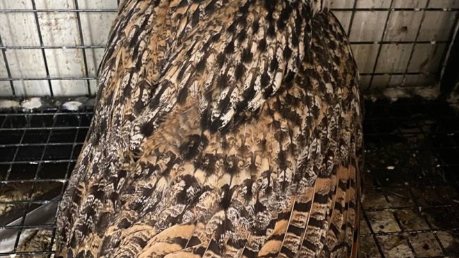 Erzurum'da yaralı bulunan puhu tedavisinin ardından doğaya salınacak