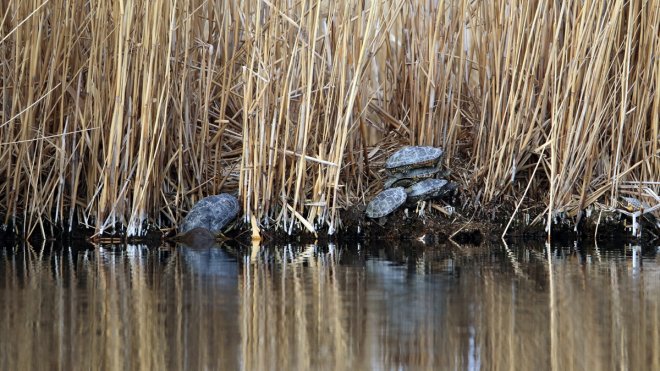 Ağrı Dağı'nda kış uykusundan uyanan "çizgili kaplumbağalar" kameraya yansıdı