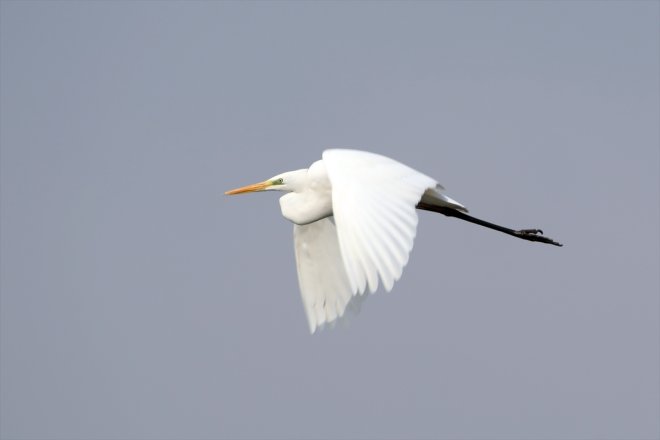 Baharın geldiği Ağrı Dağı'na güney yarımküreden kuş göçü başladı