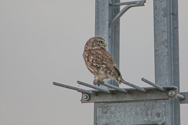 kuş - güney yarımküreden Ağrı başladı Dağı