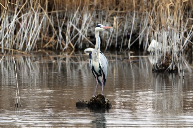 geldiği göçü Baharın Ağrı güney yarımküreden IĞDIR - Dağı