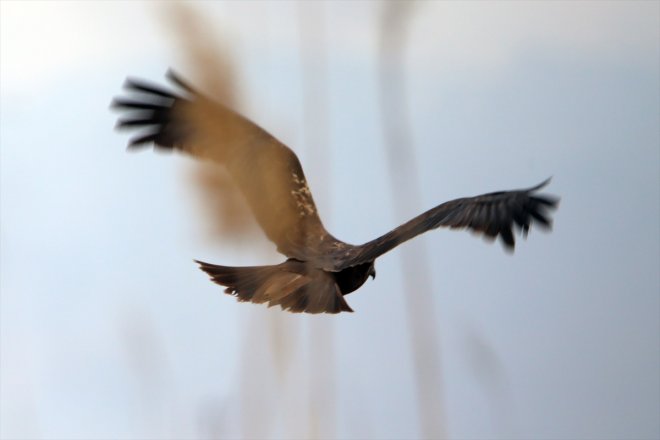Ağrı geldiği IĞDIR yarımküreden kuş Baharın Dağı