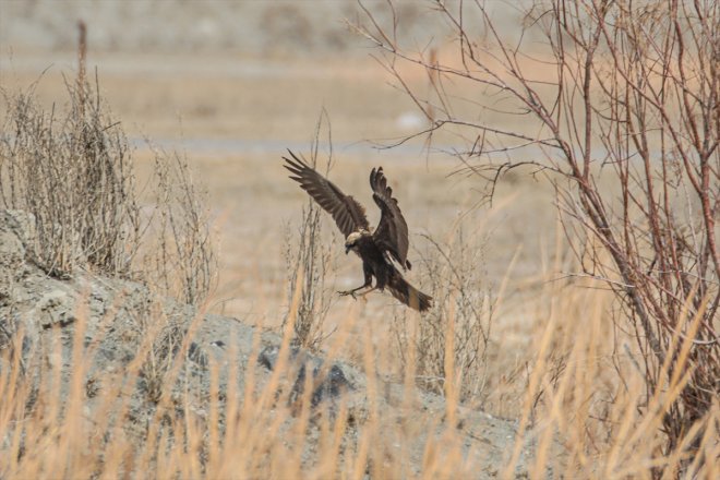 göçü Ağrı - Dağı