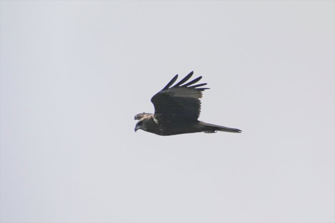 Baharın - yarımküreden Ağrı geldiği Dağı