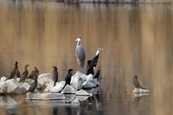 geldiği göçü başladı IĞDIR Dağı