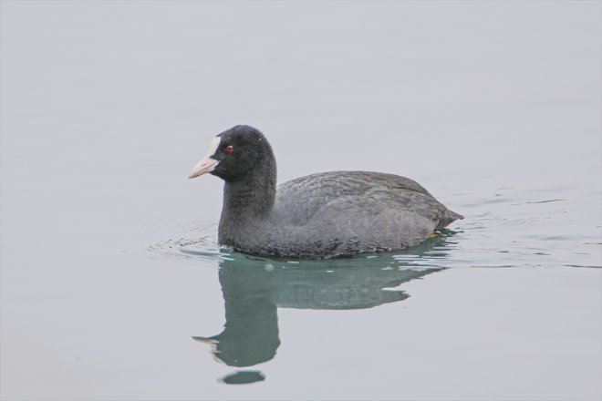 Ağrı başladı güney geldiği Dağı