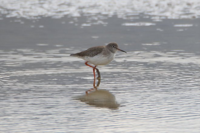 başladı göçü Baharın kuş IĞDIR - yarımküreden güney Ağrı Dağı