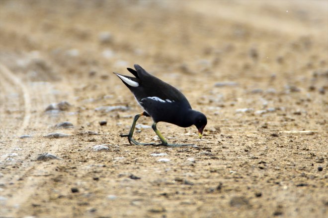 IĞDIR Baharın kuş göçü Dağı