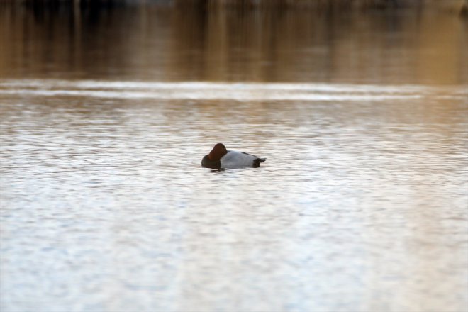 IĞDIR kuş Ağrı Dağı
