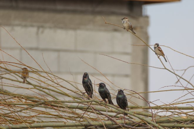 IĞDIR yarımküreden göçü kuş başladı - Dağı
