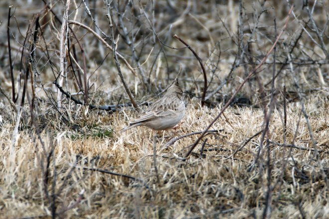 - güney yarımküreden IĞDIR kuş Dağı