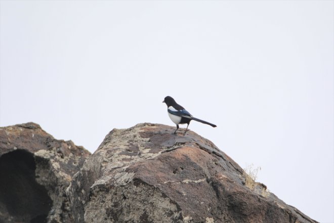 kuş güney başladı Ağrı geldiği IĞDIR - yarımküreden Baharın göçü Dağı