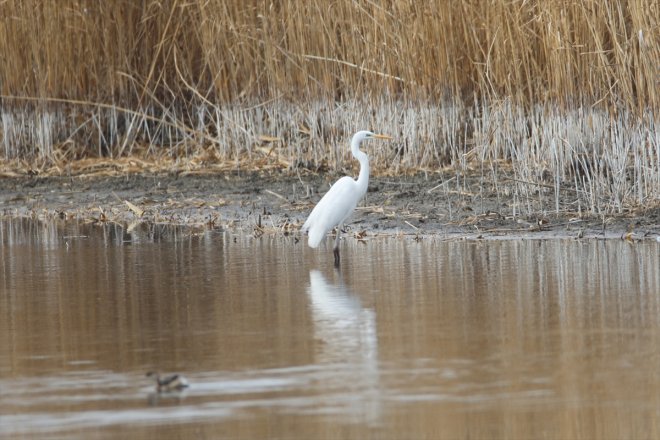 güney IĞDIR Ağrı göçü Baharın geldiği yarımküreden kuş başladı Dağı