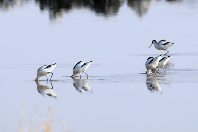 kuş Baharın güney Dağı
