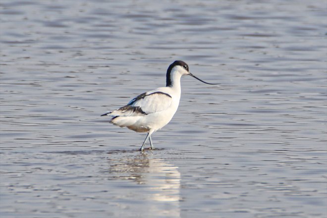 başladı Ağrı Dağı