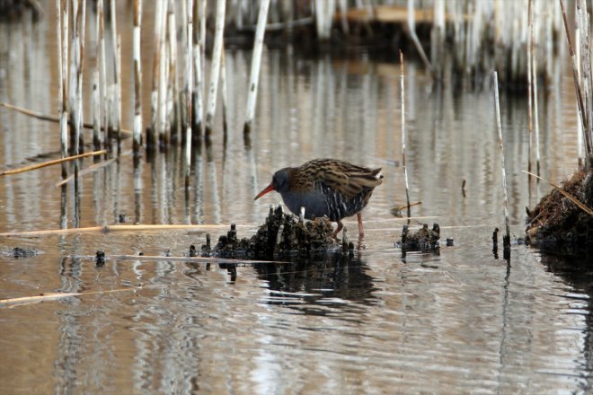 Baharın göçü yarımküreden - başladı kuş Dağı