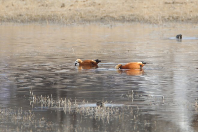 Ağrı güney Dağı