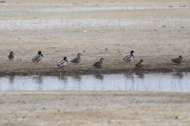 göçü yarımküreden başladı geldiği Baharın Ağrı kuş güney IĞDIR - Dağı