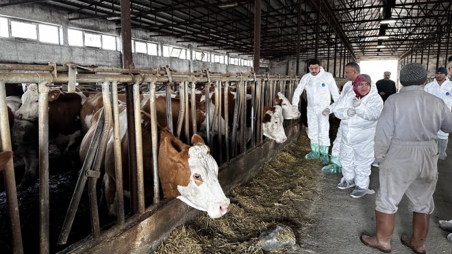 Iğdır'da büyükbaş hayvanlara şap aşısı yapılıyor