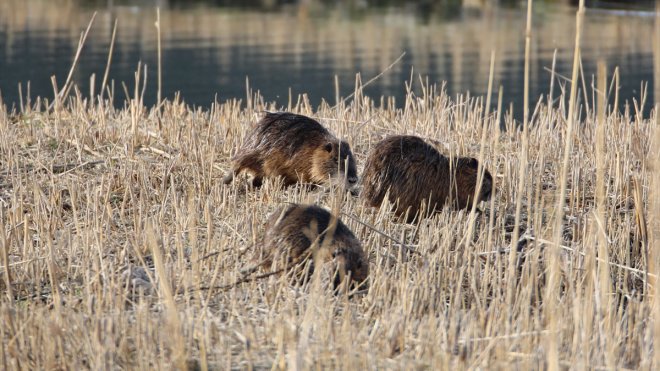 Su maymunları Ağrı Dağı eteklerindeki sulak alanda beslenirken görüntülendi