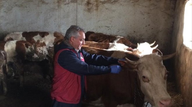 KARS - Büyükbaş hayvanlara şap aşısı yapılıyor1