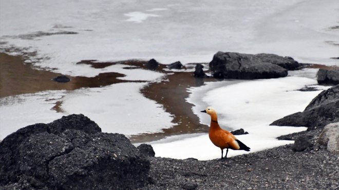 Kars'ta göçmen kuşlar gelmeye başladı