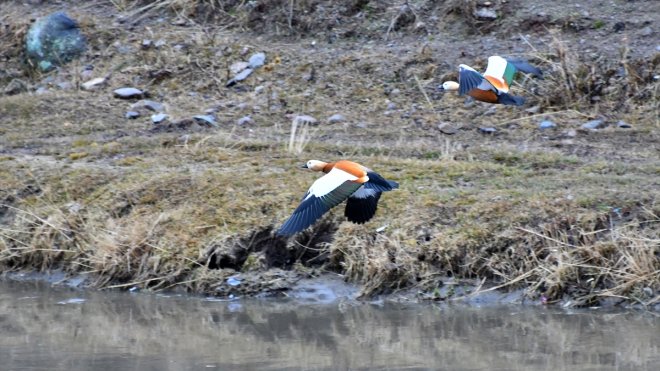 Kars'ta kar yağışı etkili oluyor