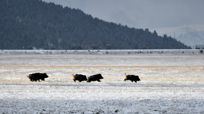 Kars'ta kara yoluna inen domuz sürüsü görüntülendi