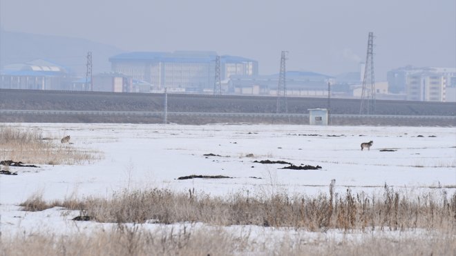 Kars'ta kurtlar yerleşim yerine indi