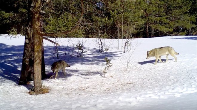 Kars'ta uydu vericisi takılan 7 kurdun yaşamı araştırılıyor