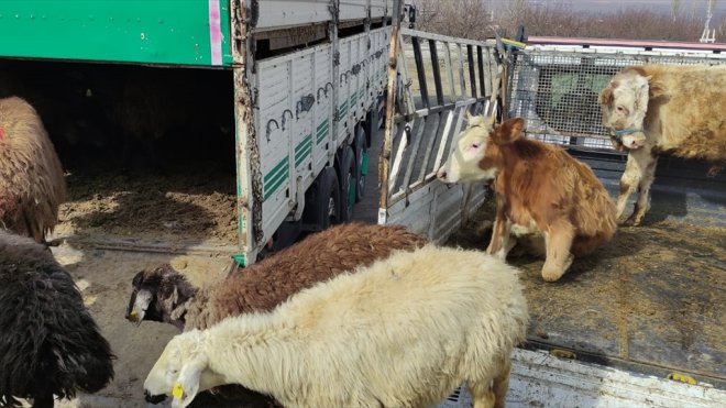 Karslı besicilerden depremzedelere 300 küçükbaş ve 4 büyükbaş hayvan bağışı