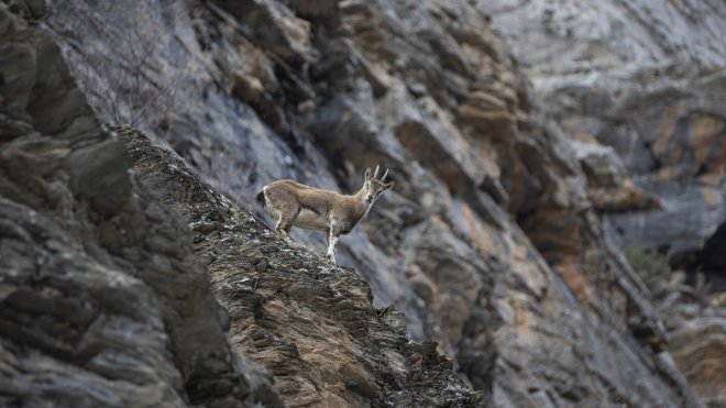 Koruma altındaki yaban keçileri Tunceli dağlarında beslenirken görüntülendi